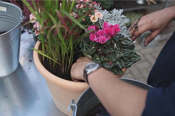 PFLANZ DIR GUTE HERBSTLAUNE! PFLANZ DIR GUTE HERBSTLAUNE!