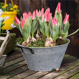 TULPE