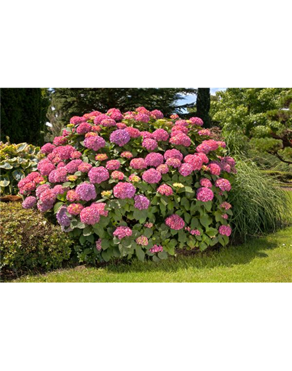 BAUERNHORTENSIE