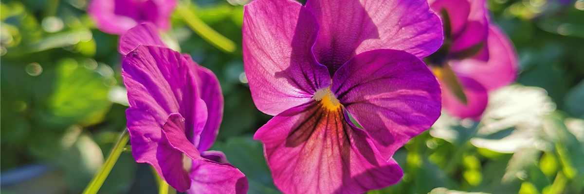 WINTER MIT FRüHLINGSBLUMEN VERTREIBEN