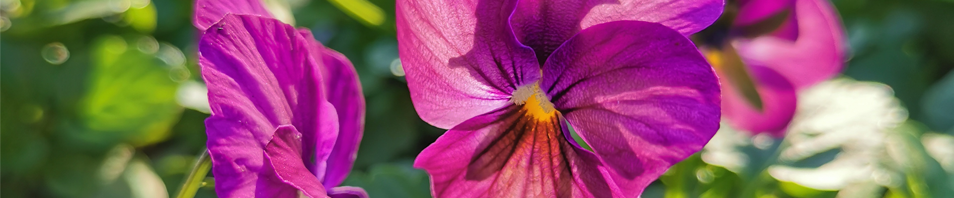 WINTER MIT FRüHLINGSBLUMEN VERTREIBEN