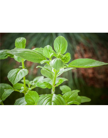 FRISCHE KRäUTER AUS ITALIEN