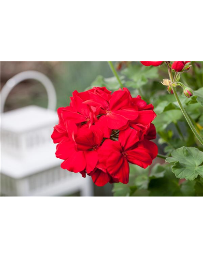 DER BALKON - EIN SCHöNER ANBLICK