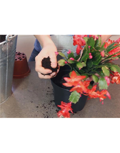 WEIHNACHTSKAKTUS - EINPFLANZEN IN EIN GEFÄß