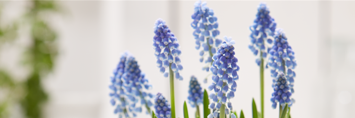 PFLANZE DES MONATS FEBRUAR: TRAUBENHYAZINTHE