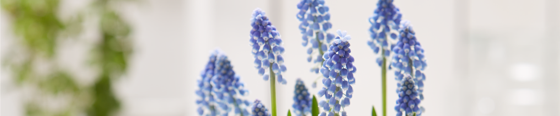 PFLANZE DES MONATS FEBRUAR: TRAUBENHYAZINTHE