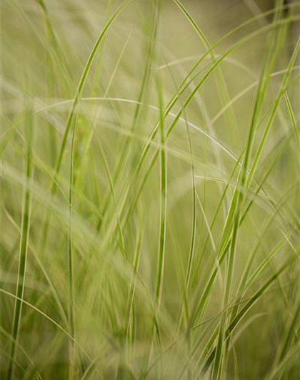 WIE GRäSER DEN GARTEN AUFWERTEN!
