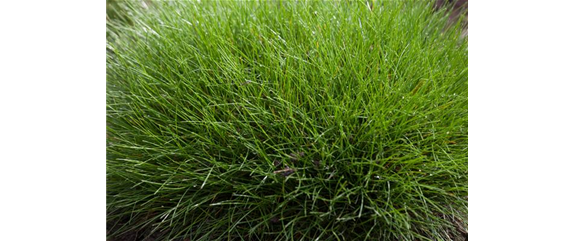 WIE GRäSER DEN GARTEN AUFWERTEN!