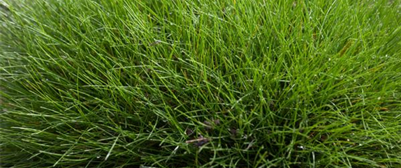 WIE GRäSER DEN GARTEN AUFWERTEN!