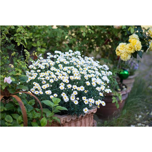 SOMMERMARGERITE
