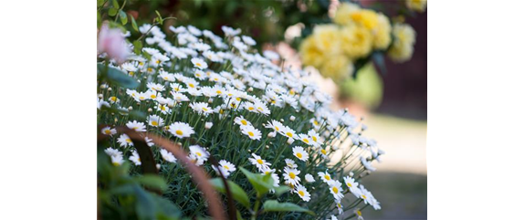 SOMMERMARGERITE
