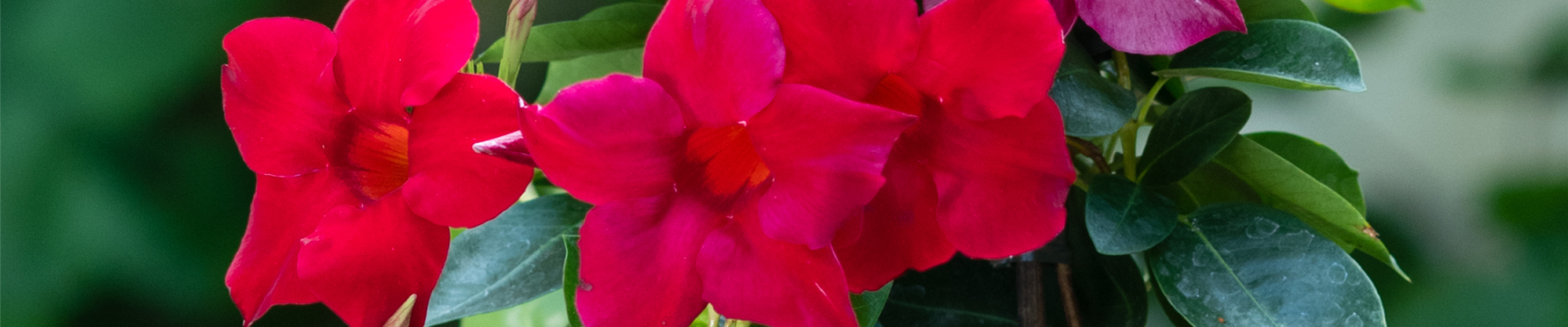 PFLANZE DES MONATS APRIL: DIPLADENIE