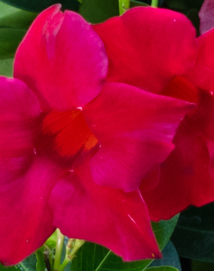 PFLANZE DES MONATS APRIL: DIPLADENIE