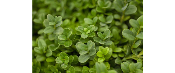 DIE TRADITION DER GRABBEPFLANZUNG