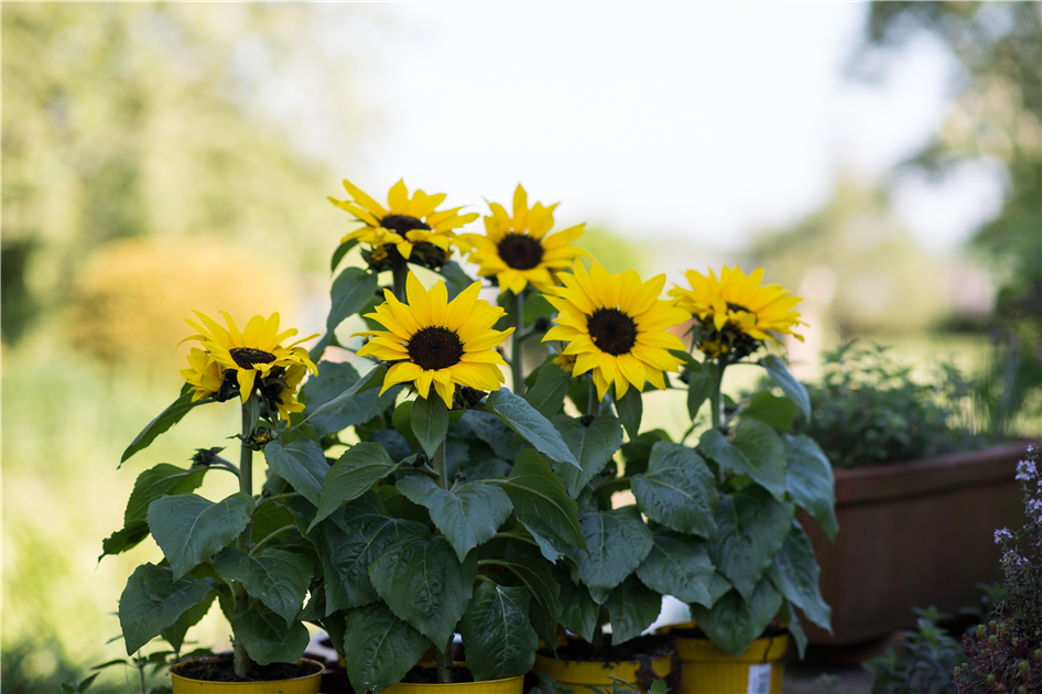 Howdy Gartenflagge Mit Sonnenblumen & Cowboystiefeln – Doppelseitig, 30,5x45,7cm | Wetterfest & Dekorativ
