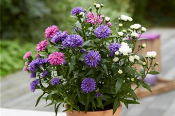 EIN KUNTERBUNTER HERBST! EIN KUNTERBUNTER HERBST!