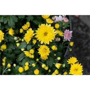CHRYSANTHEME
