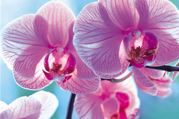 DIE ORCHIDEEN-KLASSIKER