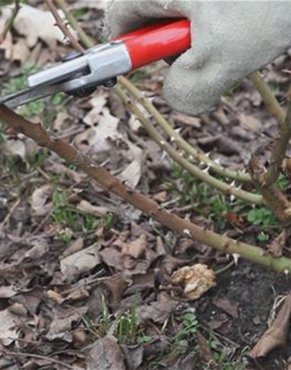 Beetrosen - Zurückschneiden im Frühling