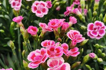 Gartenteam Gartenteam